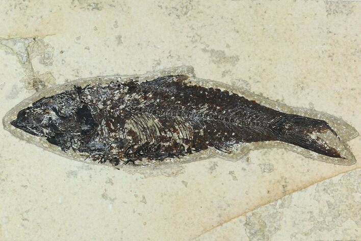 Fossil Fish (Knightia) - Green River Formation #129762